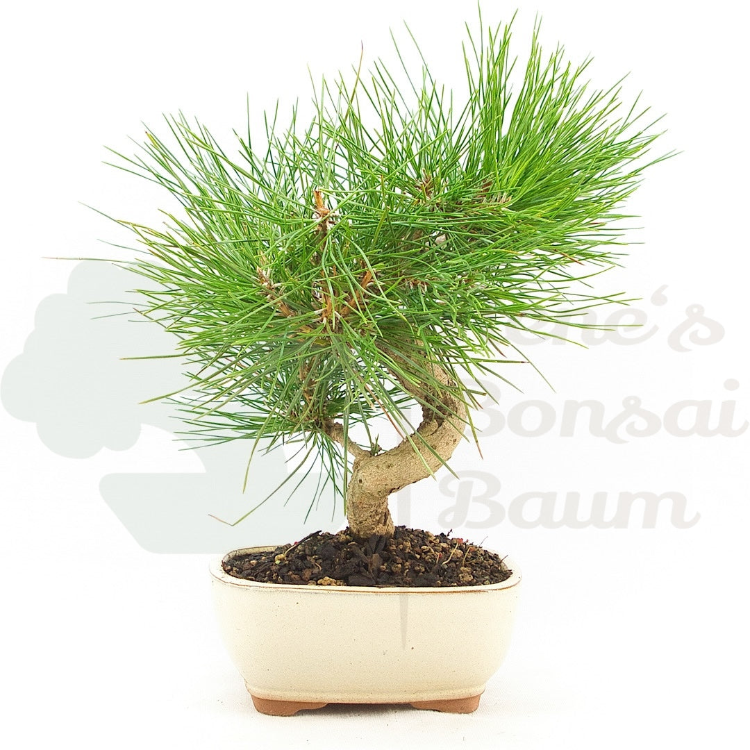 Japanische Schwarzkiefer 'Pinus thunbergii'
